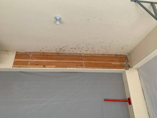 Best Basement Mold Removal  in Rothschild, WI