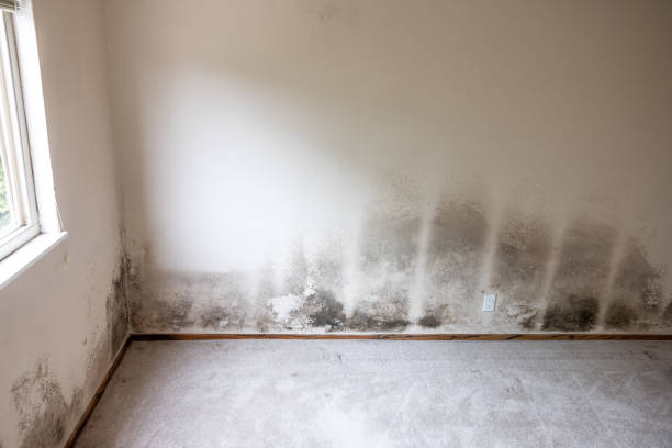 Best Mold Odor Removal Services  in Rothschild, WI